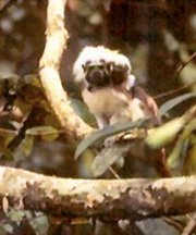 Cottontop tamarin in the wild, 300mm lens