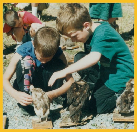 Two boys examine the stuffed birds with great interest