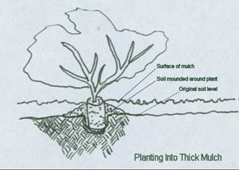 planting diagram